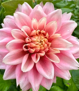 Lee´s Rosalynn Dahliastickling