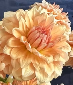 Lee´s Tumeric Tea Dahliastickling