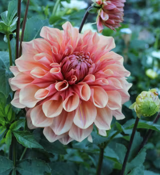 Cyma Warrior Dahliastickling