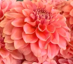 Lee´s Mauva Guava Dahliastickling