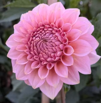 Levis Bubblegum Dahliastickling