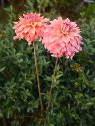 Bloomqvist Innate Dahliastickling