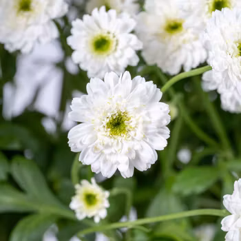 Mattram tetra Eva white