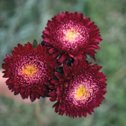 Aster Azumi XL Red