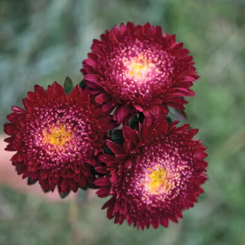 Aster Azumi XL Red