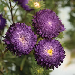 Aster Azumi XL Blue
