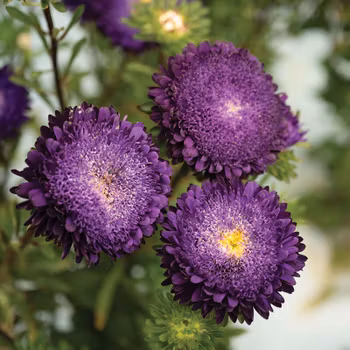 Aster Azumi XL Blue