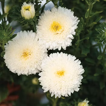 Aster Azumi XL White