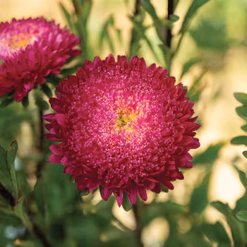 Aster Azumi XL Rose