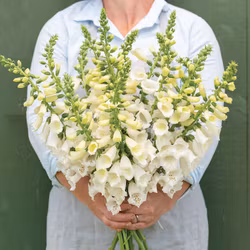 Fingerborgsblomma Camelot White