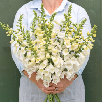 Fingerborgsblomma Camelot White