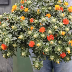 Safflor Zanzibar