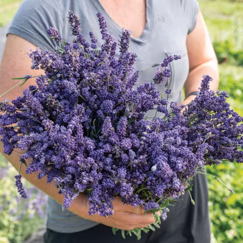 Lavendel Ellagance Purple