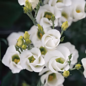 Prärieklocka Solo 2 Pure White F1