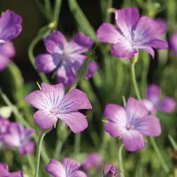 Sommarklätt Purple Queen