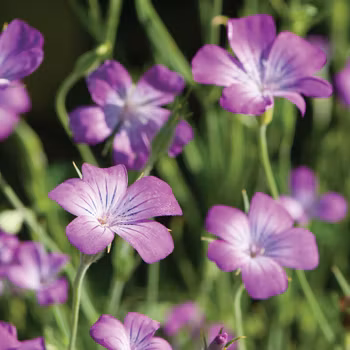 Sommarklätt Purple Queen