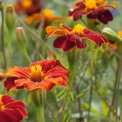 Linnétagetes Burning Embers