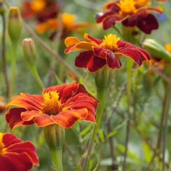 Linnétagetes Burning Embers