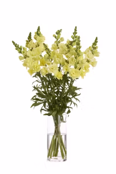 Lejongap Snapstar Yellow