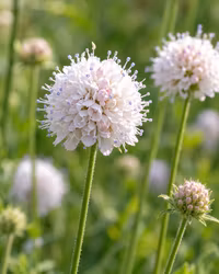 Myrvädd Frosted Pearls