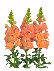Lejongap Frappe Double Salmon F1