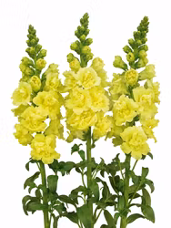 Lejongap Frappe Double Yellow F1