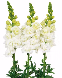Lejongap Frappe Double White F1