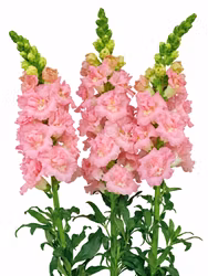 Lejongap Frappe Double Pink F1