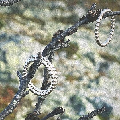 Ring SNÖPÄRLOR