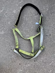 Grimma reflex, full