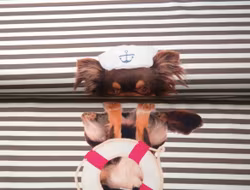 Sjömans hund
