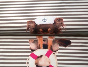 Sjömans hund