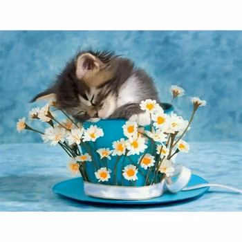 Sleeping cat and daisy 30*40