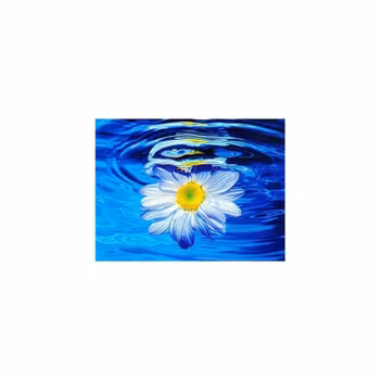Flower in water 30*40