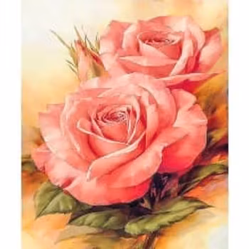 Roses 30*40