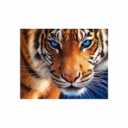 Tiger head 50*60