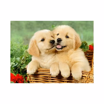 Cute dogs 40*60