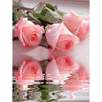 Pink roses 50*60