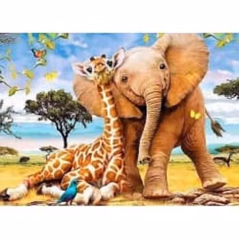 African elephant 60*50