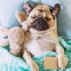 Mops 40*40