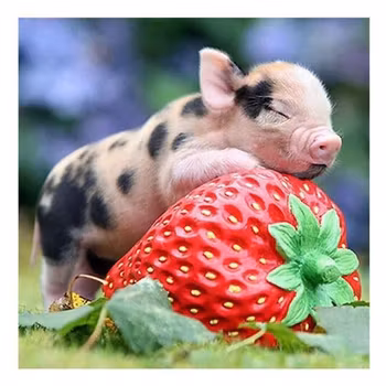 Pig and strawberry 30*30,