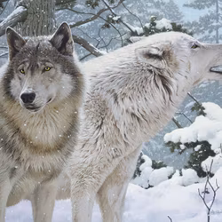 Breath of Winter (500)