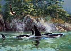 Orcas (1000)