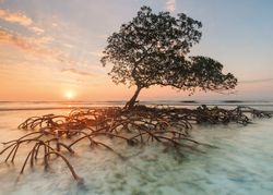 Heye - Red Mangrove - Edition Alexander von Humboldt - 1000 Bitar pussel