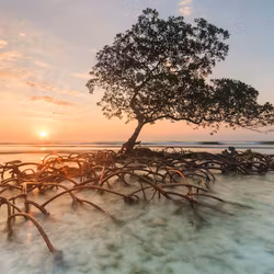 Heye - Red Mangrove - Edition Alexander von Humboldt - 1000 Bitar pussel