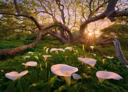 Heye - Calla Clearing - Magic Forests - 1000 Bitar pussel