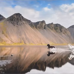 Heye - Iceland Horses - Edition Alexander von Humboldt - 1000 Bitar pussel