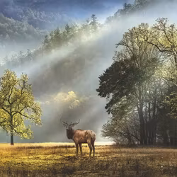 Heye - Morning Salute - Edition Alexander von Humboldt - 1000 Bitar pussel