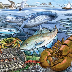 Barnpussel - Life In The Atlantic Ocean, 35 Bitar Rampussel