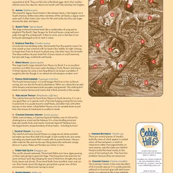 Barnpussel - Life In A Tropical Rainforest, 35 Bitar Rampussel